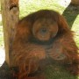 Orangutan en Zona de Primates
