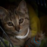 Lugares que debes visitar si eres amante de los gatos Amantes de los gatos