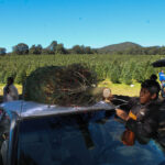 amecameca_arbol_navidad (4 of 10)